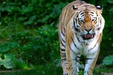 Nach Tötung von Tigerbabys: Tierschützer wollen Zoo-Verantwortliche anzeigen