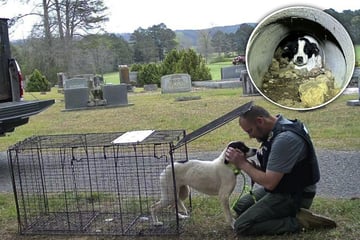 Abgemagert und verängstigt: Besitzer lässt Hunde eiskalt auf Friedhof zurück