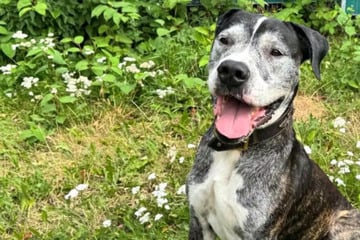 Hund mit starkem Charakter sucht Hundeflüsterer: Wer gibt Diabolo eine Chance?