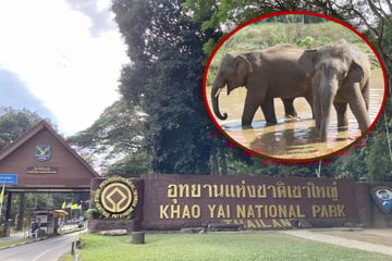 Qualvoller Tod: Elefantenbulle attackiert Touristen (†65)