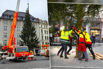 Leipzig: Es weihnachtet sehr: Vier Tonnen schwerer Christbaum am Markt aufgestellt!