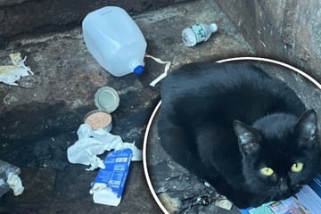 Schülerin findet Kätzchen in Müllcontainer: Was sie dann macht, lässt Herzen schmelzen