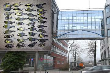 Leipzig: Todesfalle Technisches Rathaus: Dutzende Vögel sterben an einem Wochenende