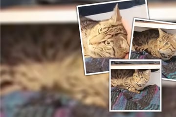 Als "Fundtier" abgegeben – dabei hatte man Rajan einfach nicht mehr gewollt