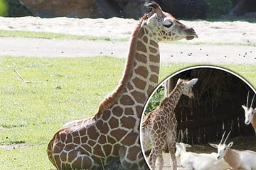 Giraffen-Baby vor Kennenlernen mit anderen Tieren: Plötzlich stoppt Tierpflegern das Herz!