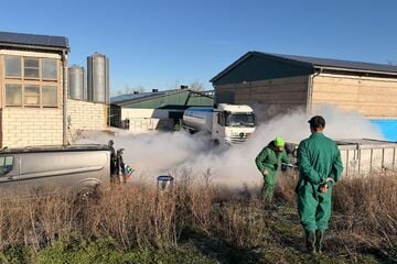 In einer Woche 1100 tote Puten: Wieso sterben so viele Vögel im Harz?