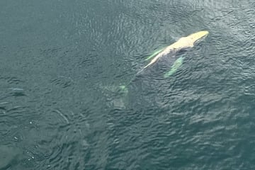 Wieder ein Wal aufgetaucht: Ist der Ozeanreise nun in der Ostsee unterwegs?