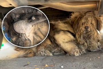 Einsamer Hund sieht furchtbar aus: Was Retterin dann herausfindet, entsetzt sie