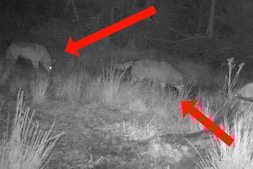 Fotofalle schnappt zu: Was hier zu sehen ist, lässt Hoffnung wachsen