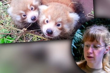 Dramatischer Kontrollbesuch für Leipzigs neue Zoo-Tierärztin: "Das Männchen hat mehr geschrien"
