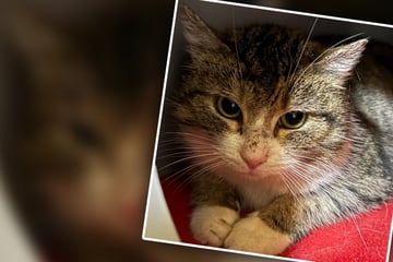 "Traurig, aber wahr": Besitzer zieht weg und überlässt Katze sich selbst