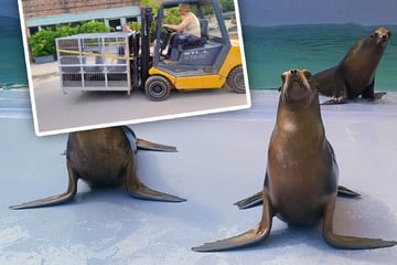 Zoo Leipzig: Seelöwen-Umzug wird zur Zitterpartie: "Schlimmer als erwartet"