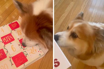 Corgi bekommt Adventskalender: Seine Reaktion verzückt alle