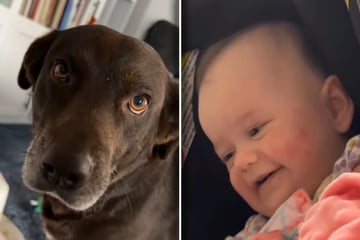 Precious moment between dog and baby melts hearts on TikTok