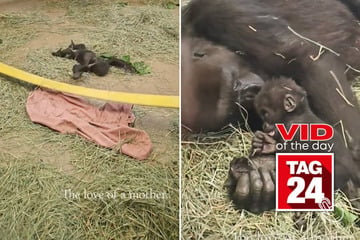 Viral Video of the Day for October 11, 2024: Mama gorilla adorably comforts baby that took a little tumble!