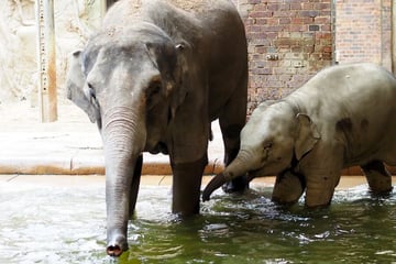 Ärger bei Leipziger Elefanten: Mutter und Tochter müssen Zoo verlassen