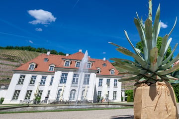 Auf Schloss Wackerbarth blüht die Agave - und stirbt kurz darauf