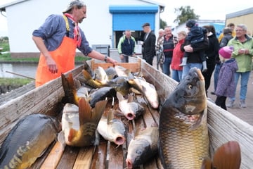 Trotz der Verluste durch Kormoran, Biber & Co.: Sachsens Karpfenfischer freuen sich auf "gute Ernte"