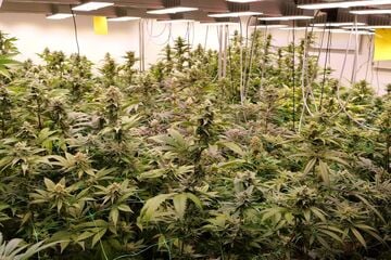 Illegales Marihuana-Geschäft im großen Stil: zwei Männer in U-Haft