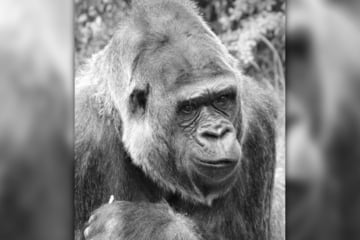 Zoo Berlin: Gorilla-Dame stirbt mit 41 Jahren nach Zahn-OP