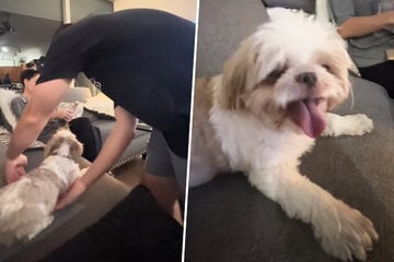 Senior dog's spunky attitude goes viral in hilarious couch battle