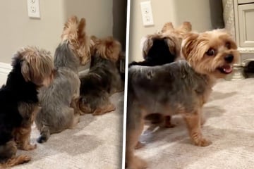 Yorkshire-Terrier-Familie rutscht Ball unter Schrank: Was die Hunde dann tun, amüsiert so viele