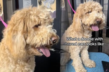 Besitzer bringt verfilzten Vierbeiner zum Hundefriseur: Auf das Ergebnis ist keiner vorbereitet