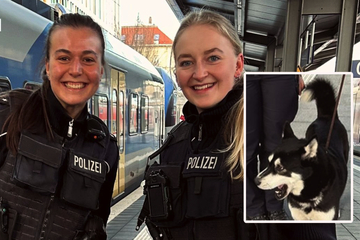 München: Herrchen verzweifelt: Husky steigt alleine in Zug und fährt davon