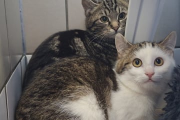 Katzen-Duo auf Wohnungssuche: Haribo und Colorado wollen raus aus dem Tierheim