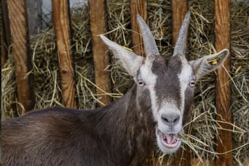80 tote Tiere entdeckt: Öko-Bauernhof bekommt Halteverbot