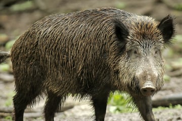 Sperrzone nach Schweinepest-Fund ausgeweitet