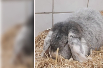 Traurige Bilder aus Tierheim: Kaninchen trauert um Kumpel – "Freddy gibt sich auf"