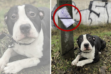 Jemand bindet Hund an Pfahl fest und hinterlässt Zettel mit gemeiner Nachricht