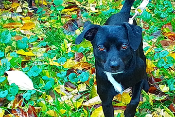 Unbekannter greift Mann und Hund in Zug an: Polizei sucht Zeugen!