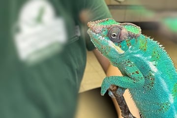 Kratzgeräusche aus Box: Passant rettet Chamäleon von Wertstoffhof