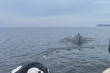 Wal in der Lübecker Bucht: Experten warnen vor möglicher Strandungsgefahr