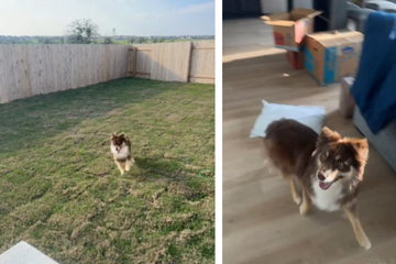 Apartment dog's reaction to his new yard has the internet weeping!