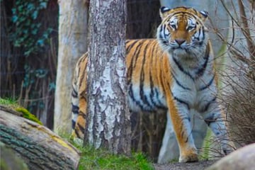 Drama im Leipziger Zoo: Tigerbabys müssen eingeschläfert werden
