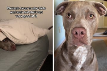 This sweet dog is adorably bad at hide-and-seek