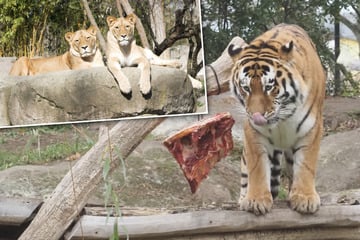 "Habt ihr bisschen Kacka für mich?": Tierpfleger machen Tiger und Löwe besondere Geschenke