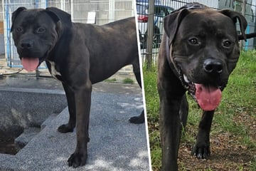 Als Fundhund abgegeben, doch niemand holt ihn ab: Junger Zlato hofft auf einen Neuanfang