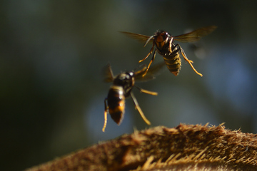 Sie frisst andere Bienen: Thüringer sollen diese Hornisse melden