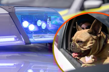 Tragischer Unfall: Hund springt während Fahrt aus Wohnwagen