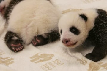 Kuckuck, hier sind wir! Panda-Babys öffnen erstmals ihre Augen