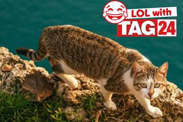 Joke of the Day for February 7, 2026: A kitty silly for Caturday