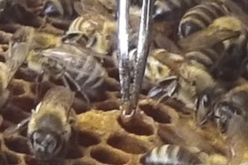 Berlin: Bienenseuche ausgebrochen: Sperrbezirk in Reinickendorf