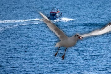 Hund jagt Möwe bis ins Meer: Frau springt in Ostsee und muss gerettet werden