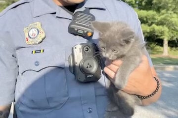 Kitten trying to cross the highway causes chaos!