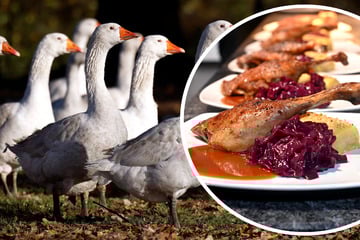 Dresden: Gänse-Preis hat sich verdoppelt: Vogelpest-Alarm auch bei Dresdner Gastwirten