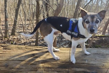 Charly will nicht ins Tierheim: Wer gibt dem Terrier-Opi ein Zuhause für den Lebensabend?